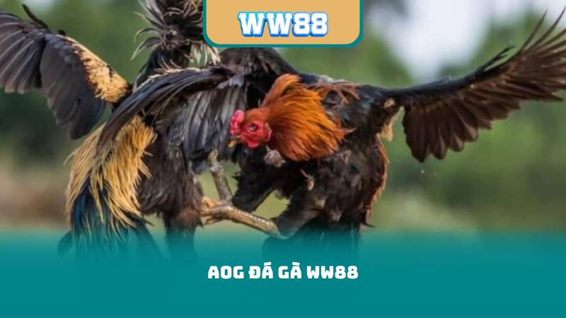 AOG Đá Gà WW88