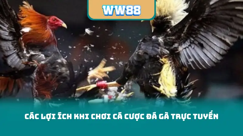 Các lợi ích khi chơi cá cược đá gà trực tuyến