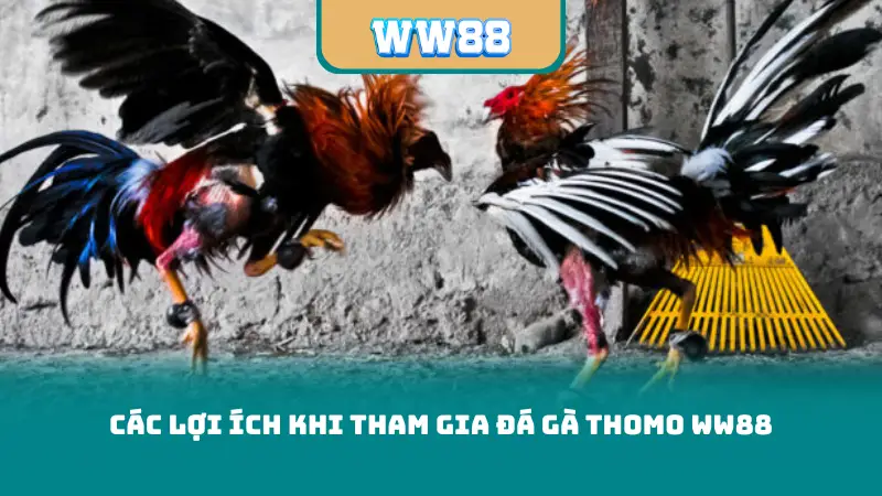 Các lợi ích khi tham gia Đá Gà Thomo WW88