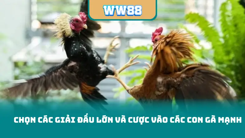 Chọn các giải đấu lớn và cược vào các con gà mạnh