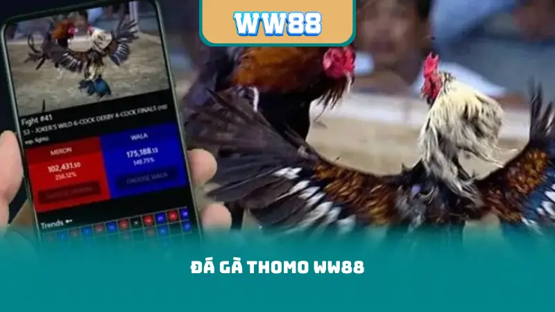 Đá Gà Thomo WW88