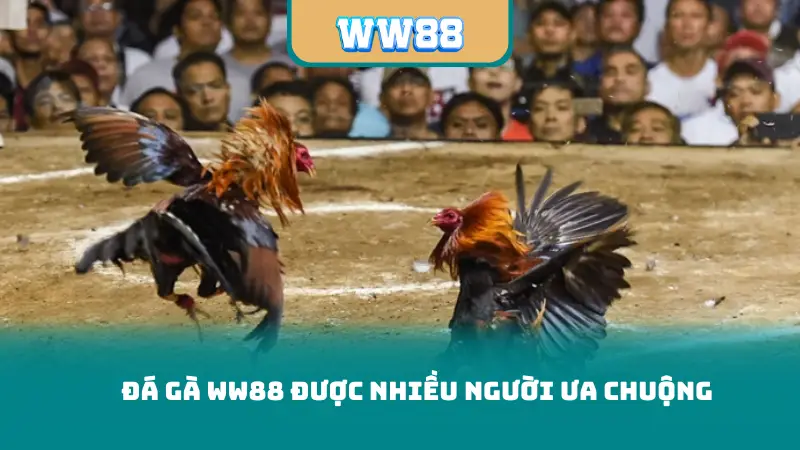Đá gà ww88 được nhiều người ưa chuộng