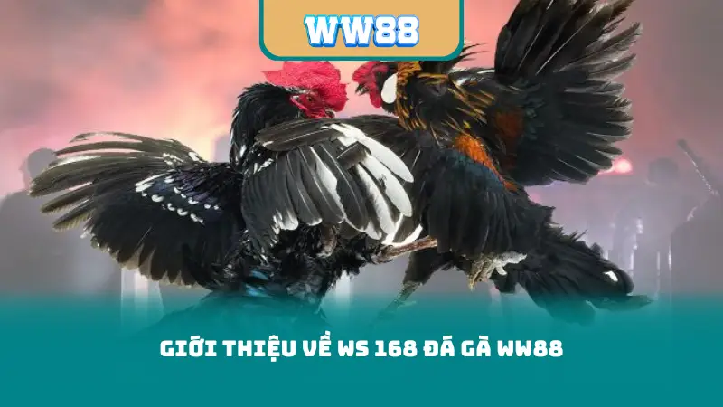 Giới thiệu về ws 168 đá gà ww88