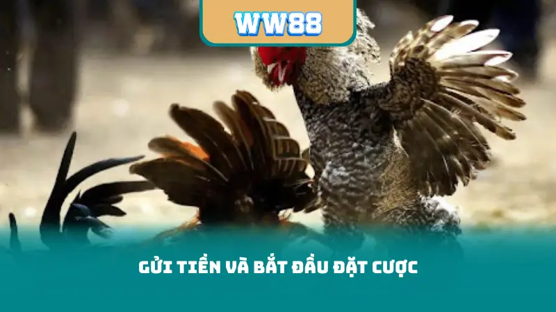 Gửi tiền và bắt đầu đặt cược