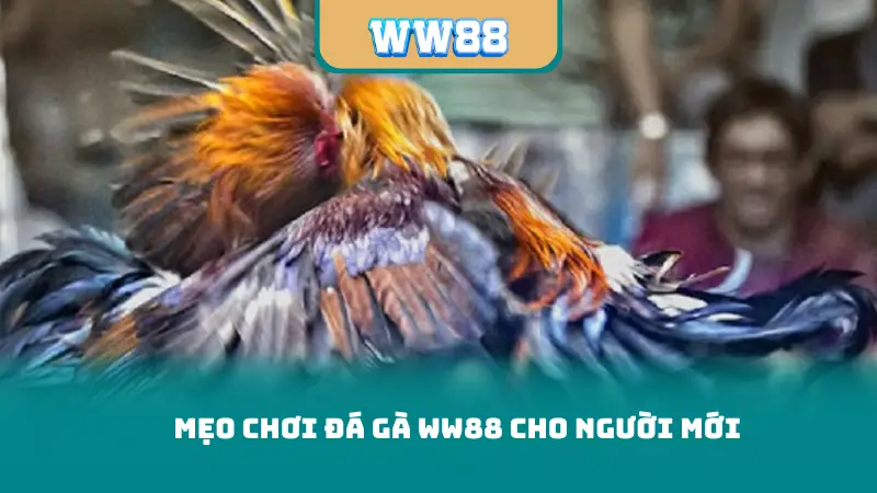 Mẹo chơi đá gà ww88 cho người mới
