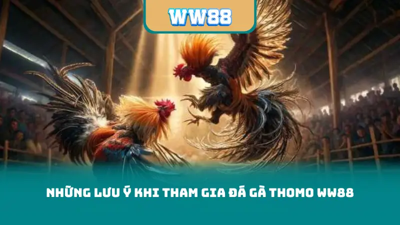 Những lưu ý khi tham gia đá gà thomo ww88