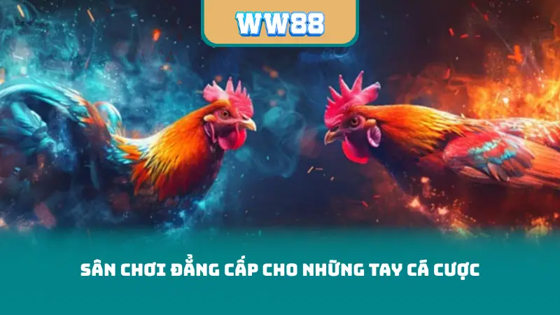 Sân chơi đẳng cấp cho những tay cá cược