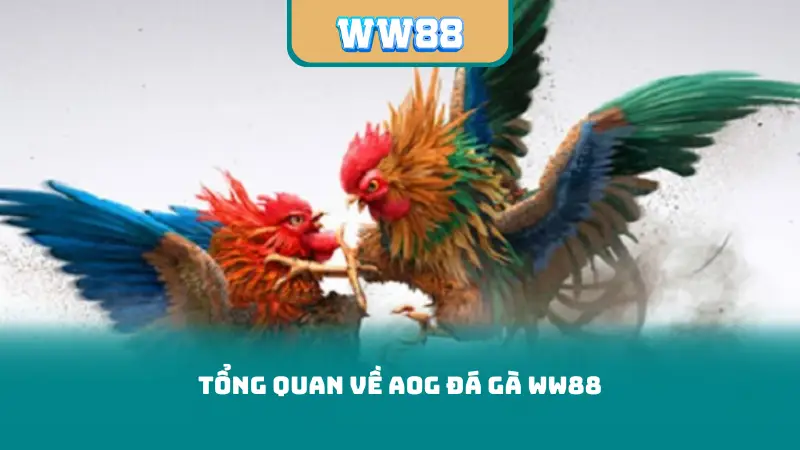 Tổng quan về aog đá gà ww88