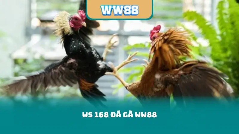 WS 168 Đá Gà WW88